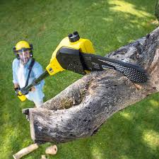 Best Arborist Consultation Services  in Northampton, PA