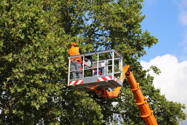 Reliable Northampton, PA  Tree Services Solutions