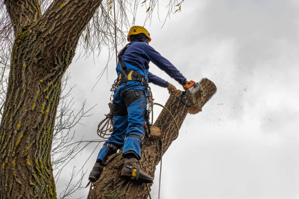 Best Tree Maintenance Programs  in Northampton, PA