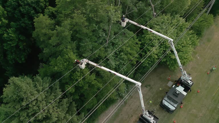 Best Tree Cabling and Bracing  in Northampton, PA