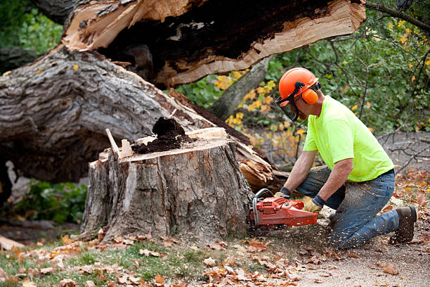 Best Tree Mulching Services  in Northampton, PA