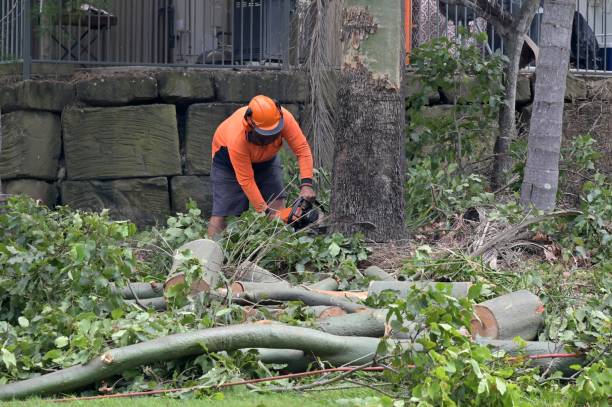 Best Tree Mulching Services  in Northampton, PA