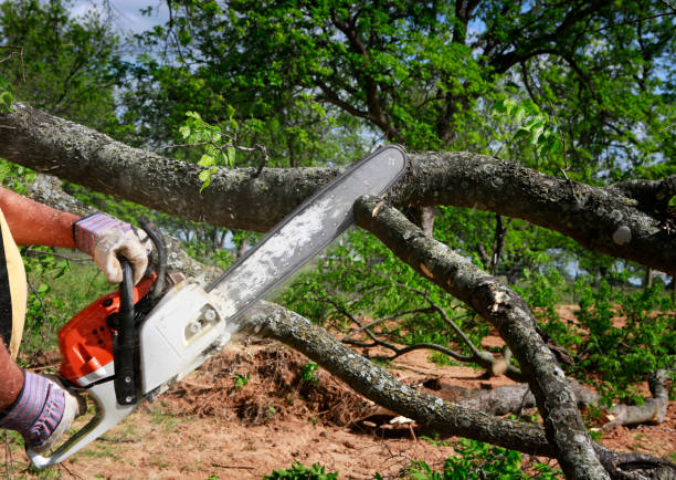 Best Firewood Processing and Delivery  in Northampton, PA